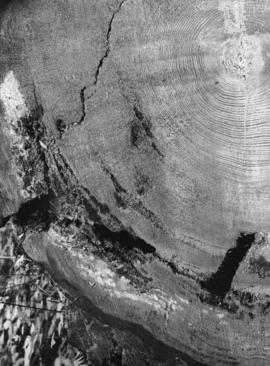 Cross section of 275 year old Fir tree, Bowen Island