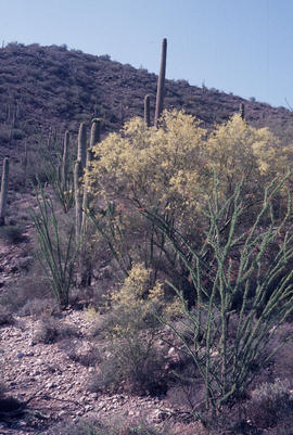 Cercidium microphylum, Carnegiea gigantea : saguaro; 2,600 ft. 10 m.w. of Superior Ar[izona]