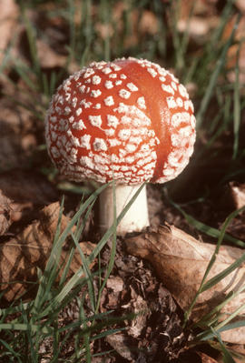 Amanita muscaria, Deas Is[land] P[ar]k