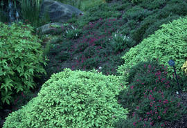 Picea abies cv. and Daboecia cantabrica, Heather Garden