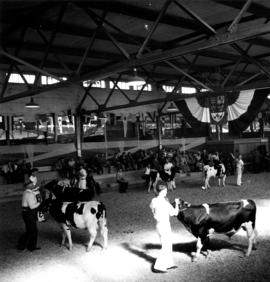 Cattle and owners during livestock competition in Livestock building