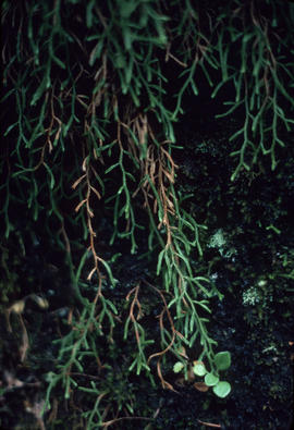 Selaginella oregona, S. Oregon