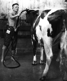 4-H club member washing calf with hose