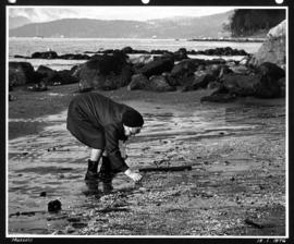 [Elderly woman bending to pick up] mussels [on the beach]