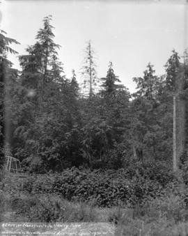 [Tree full of heron's nests in Stanley Park]