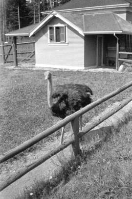 Emu, Stanley P[ar]k Zoo