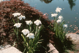 Iris ensata : Japanese iris