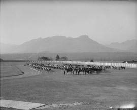 Canada Pacific Exhibition [Field with cattle and horses ready to show, including Associated Dairi...