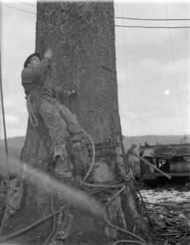 [Logger being hoisted up a tree trunk for] Pacific Mills [on the] Queen Charlotte Islands