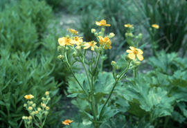 Ranunculus [cortuarfolia] [at] Bressingham