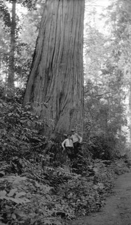 [Two boys standing at the foot of a big tree in Stanley Park]
