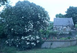 Olearia macrodonta  [at] Holyhead