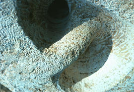 Close-up of inner segment of Joan Gambioli's sculpture in progress