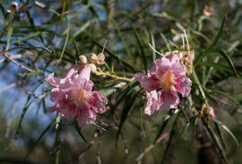Chilopsis linearis, [Boyce Thompson Arboretum State Park] Arizona