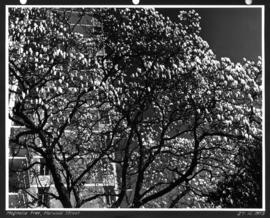 Magnolia tree [in bloom], Harwood Street