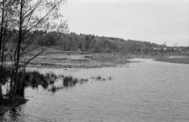 Duck pond at Jericho Beach, looking west