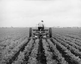 Frank Kettle's cultivating