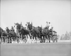 Canada Pacific Exhibition [Four horse teams]