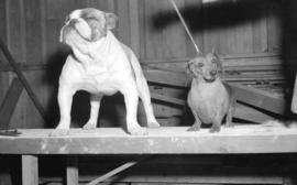 [Bulldog and daschhound at a dog show]