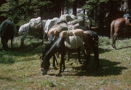 Pack horses & mule at camp