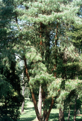 Pinus patula, Wakehurst