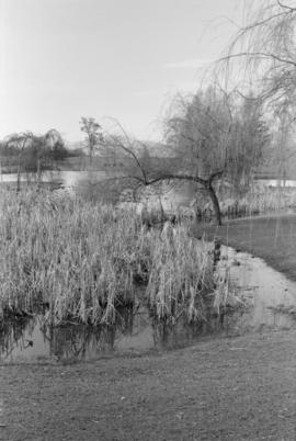 Pond in Maple Grove Park