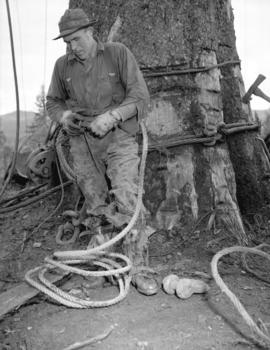 [Logger preparing to be hoisted up a tree trunk for] Pacific Mills [on the] Queen Charlotte Islands