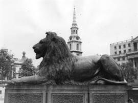 [Lion at the base of Nelson's Column in Trafalgar Square]