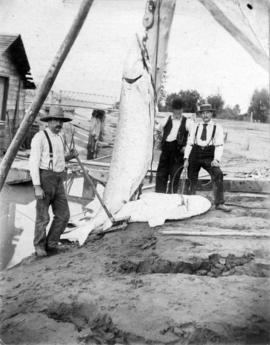 [Z.B., Edward and Zack Choate with the 800 pound sturgeon they caught near Mission Bridge]