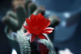 Chamaecereus silvestrii : peanut cactus