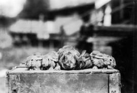 Group of rabbits in pet stock competition