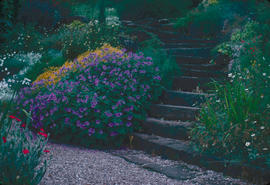 Gardens - United Kingdom : Ness Gardens, steps and geraniums