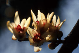 Chimonanthus praecox