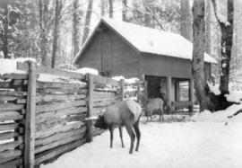 [Elk in enclosure at the zoo]