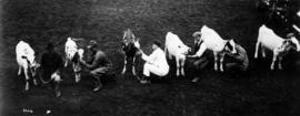 Cattle lined up for showing in livestock competition