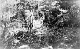 [L.D. Taylor standing in forest]