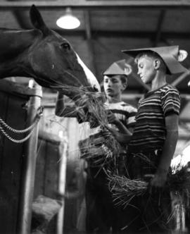 Boys feeding horse