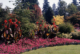 Canna and Verbana "St. Paul"