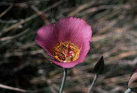 Calochortus sp.