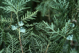 Cupressus duclouxiana : Plant Research Institute Kunming