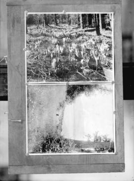 One negative with two images: Skunk lilies, Stanley Park, Vancouver, B.C. and "Midsummer&quo...