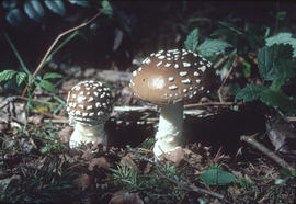 [Amanita pantherina] : panther amanita, Lower Campbell Valley Park