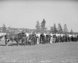 Canada Pacific Exhibition [Row of cows being shown by young people]