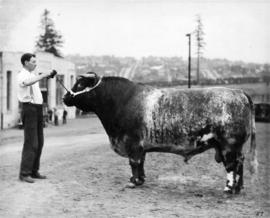 Man with bull by Livestock building