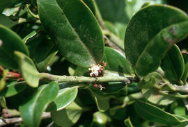 Ilex perado ssp. azorica, Fayal 500m