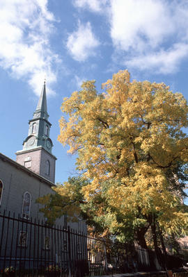 Juglans nigra : black walnut, Anglican Church, Quebec City