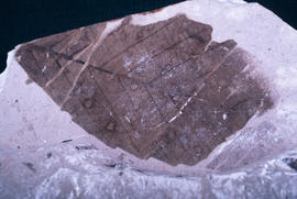 Botany - Palaeobotany : fossil- alnus? McNab age, Cache Creek, BC