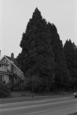 16th Avenue boulevard trees