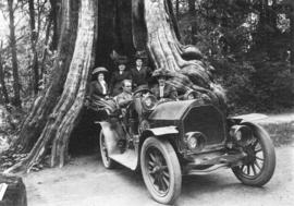 [Harry Hooper in his sightseeing car in front of the Hollow Tree]