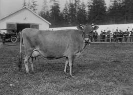 [Cow at an exhibition]